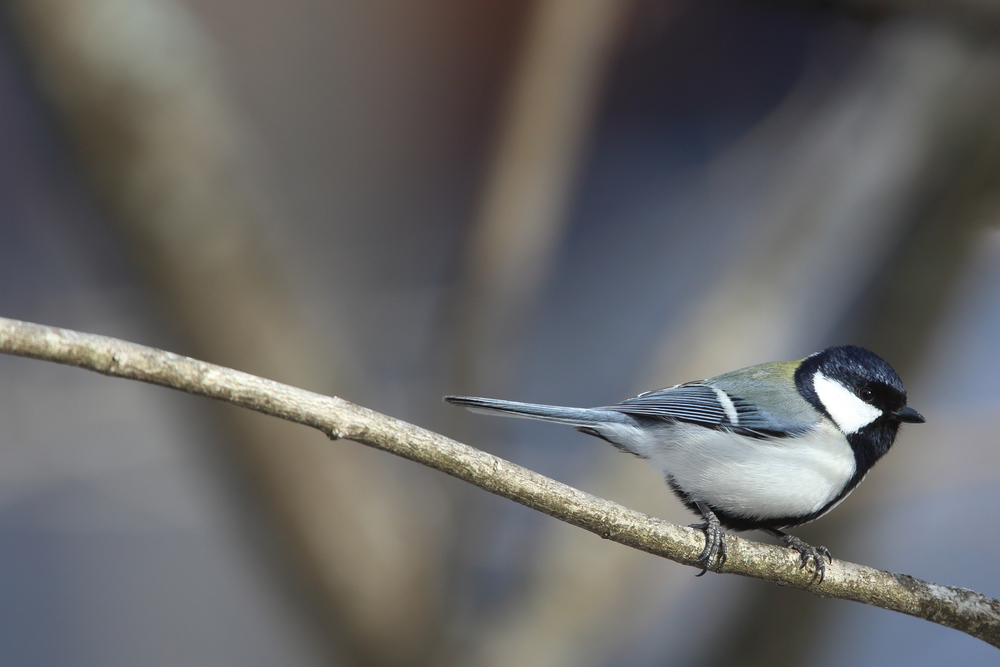 Japanese,Great,Tit,On,The,Branch,Of,Tree