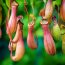 Nepenthes,,Tropical,Pitcher,Plants,And,Monkey,Cups