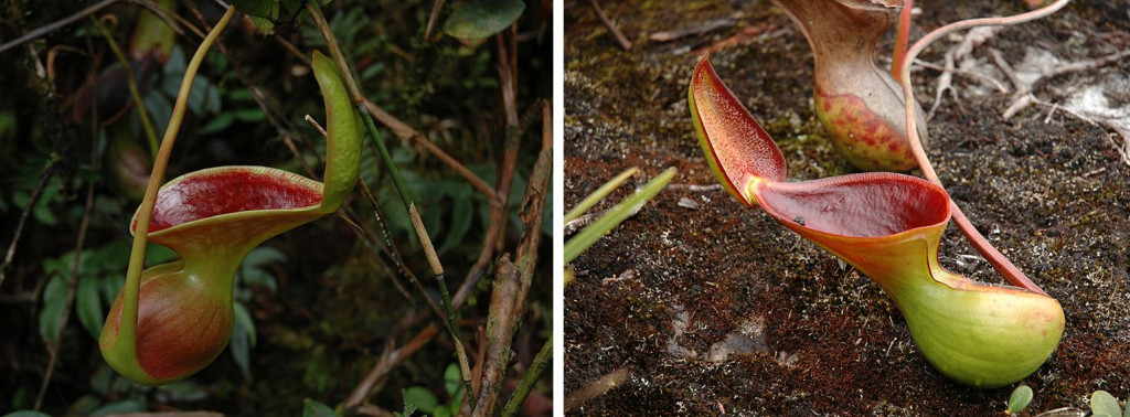 Nepenthes pitcher