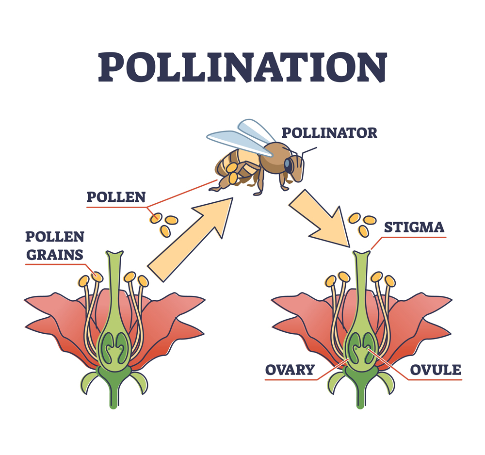 Pollination as <a href=