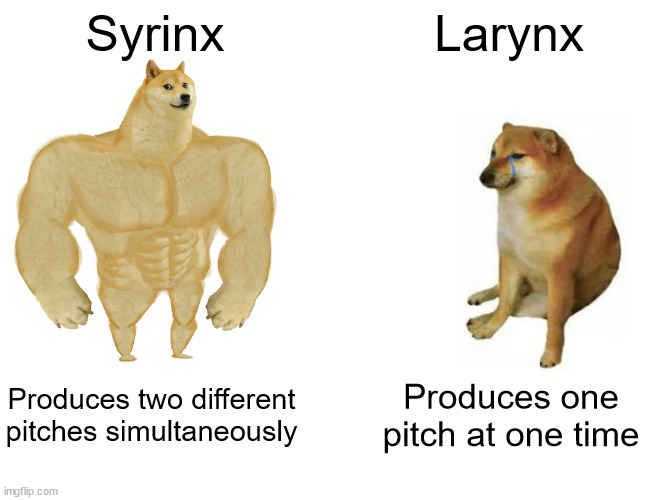 Syrinx meme