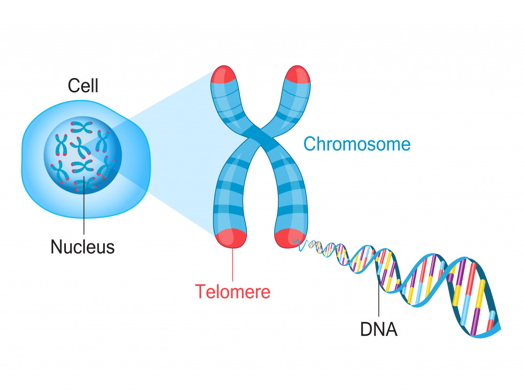 Telomeres are protective caps on the end of chromosomes. Cell, chromosome and DNA vector illustration