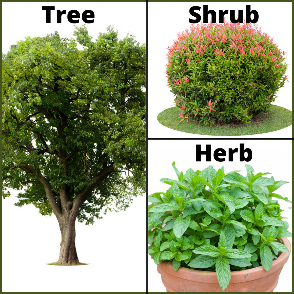 Tree-Shrub-Herb