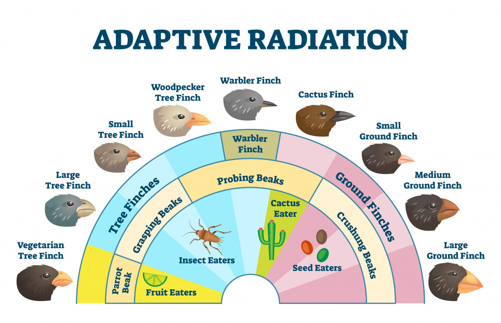 adaptive-radiation-vector-illustration-labeled-birds
