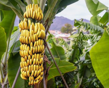 Banana,Tree,With,Bunch,Of,Growing,Ripe,Yellow,Bananas,,Plantation