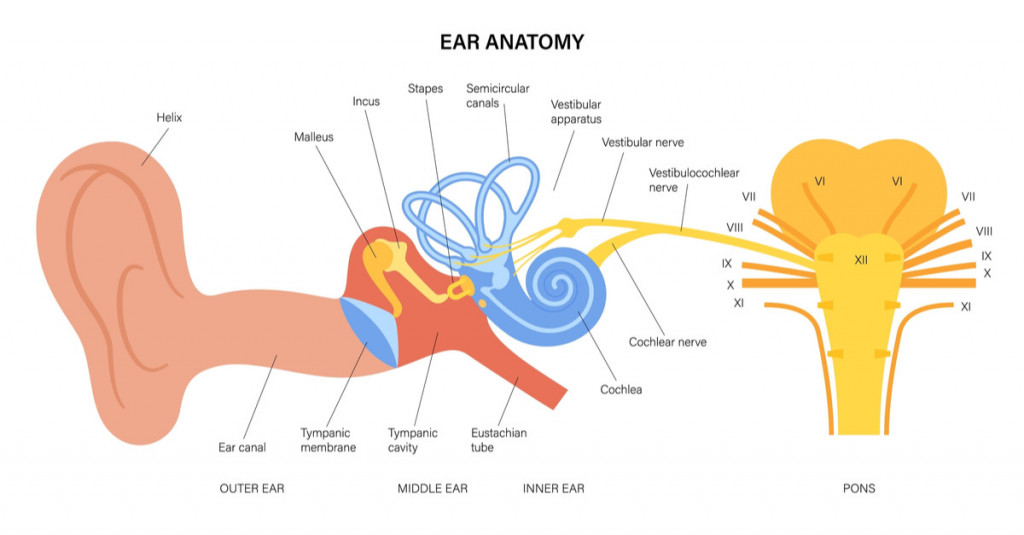 human-ear-structure-anatomical-diagram-vestibulocochlear
