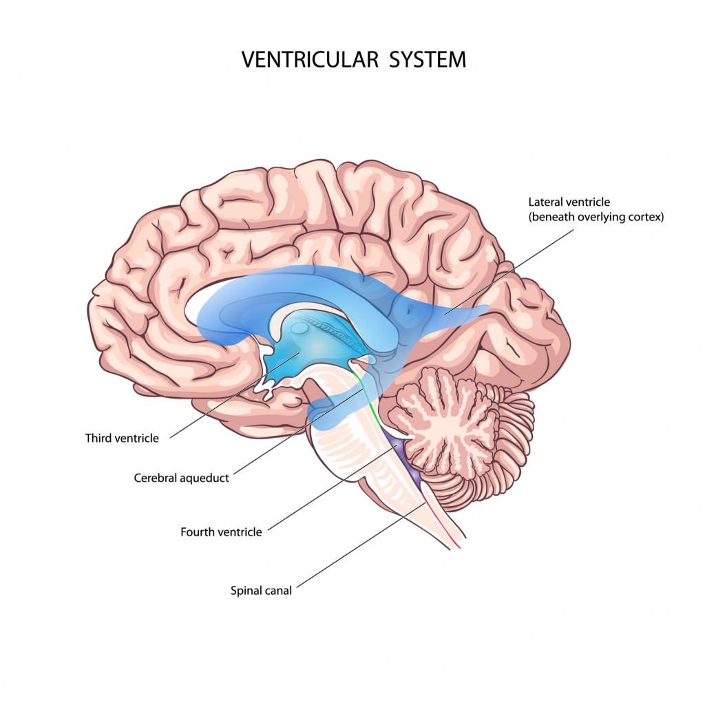 human ventricular system brain anatomy