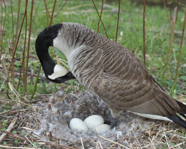 Mother,Goose,Incubating,A,Clutch