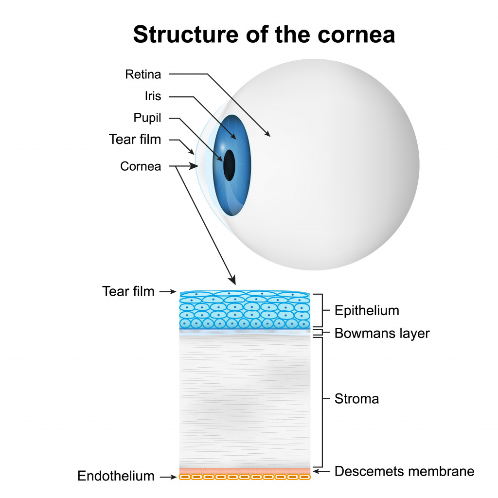 structure of the cornea medical vector illustration on white background