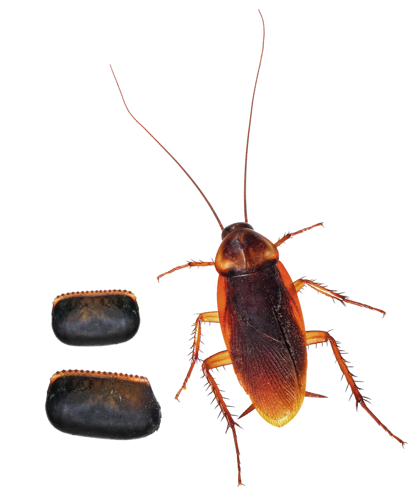 American,Cockroach,(periplaneta,Americana),And,Its,Egg,Cases,(ootheca),Isolated