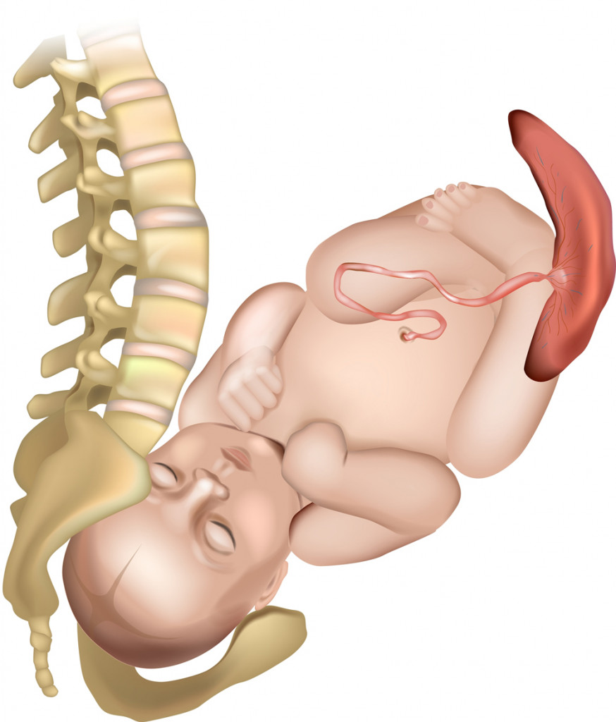 How the pelvis is designed for childbirth. Anatomy of pregnancy and birth