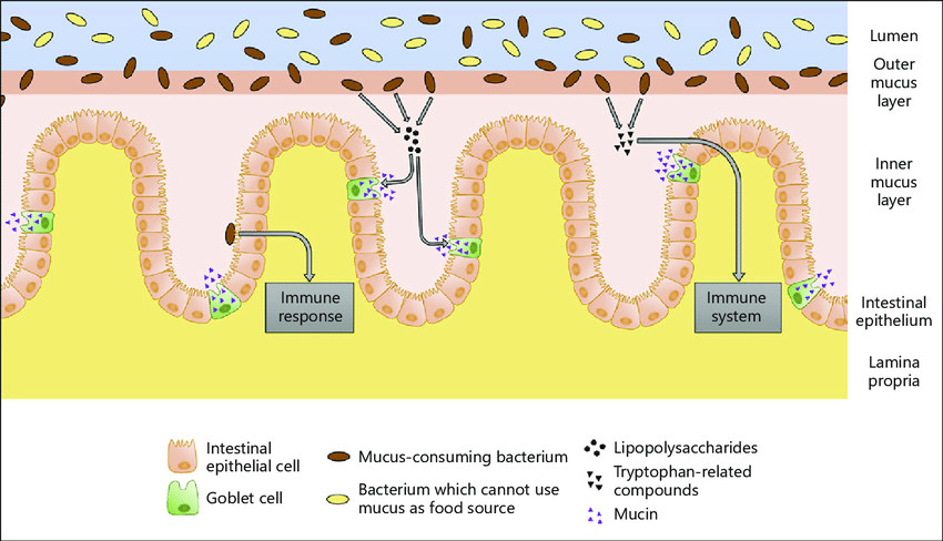 Interactions-between-the-intestinal-mucus-and-the-microbiome-The-intestinal-mucus-layer