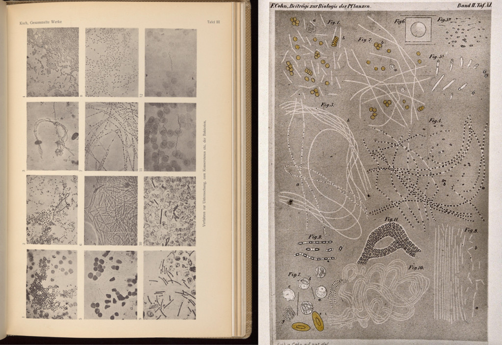 Koch and his bacterial sketches