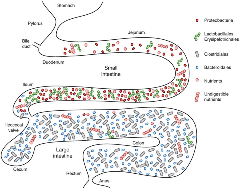 Localization of dominant bacterial groups within the intestine