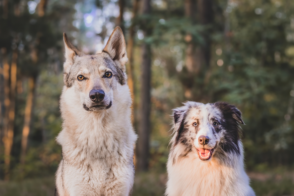 Two,Dogs,-,The,Shetland,Sheepdog,And,The,Czechoslovakian,Wolf