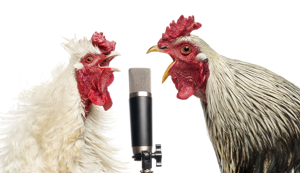 Two,Roosters,Singing,At,A,Microphone,,Isolated,On,White