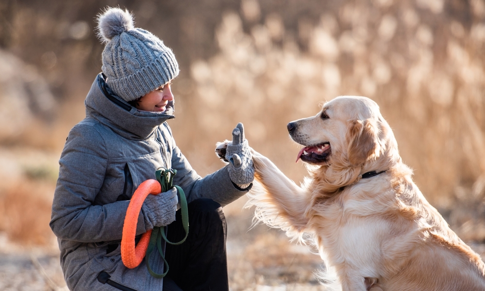 Woman,Owner,Sitting,And,High,Five,To,Golden,Retriever,Dog
