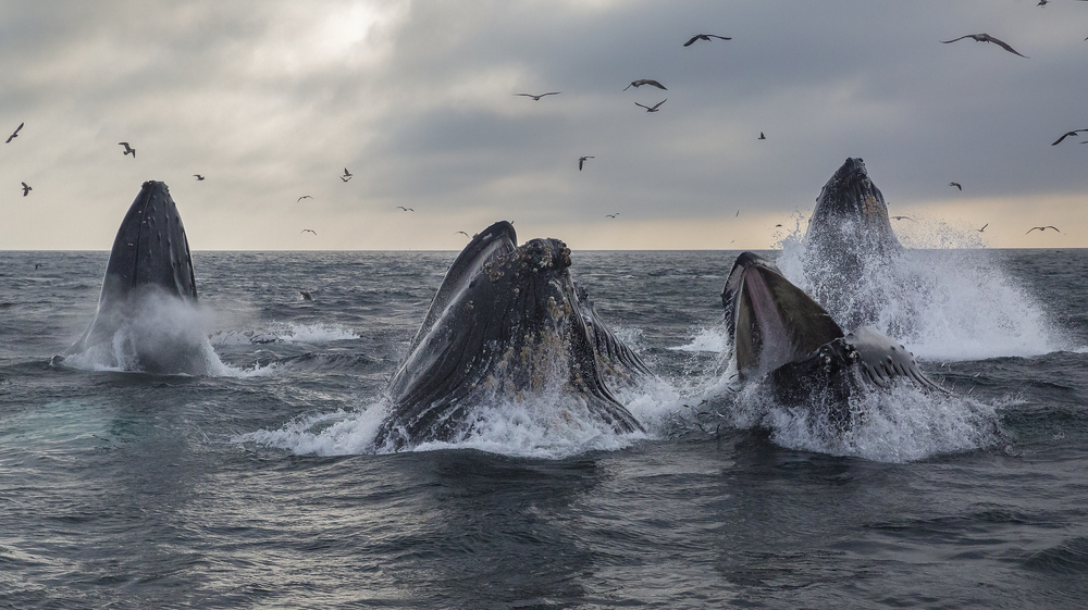 A,Pod,Of,Humpback,Whales,Lunge,Feed,In,Monterey,Bay,