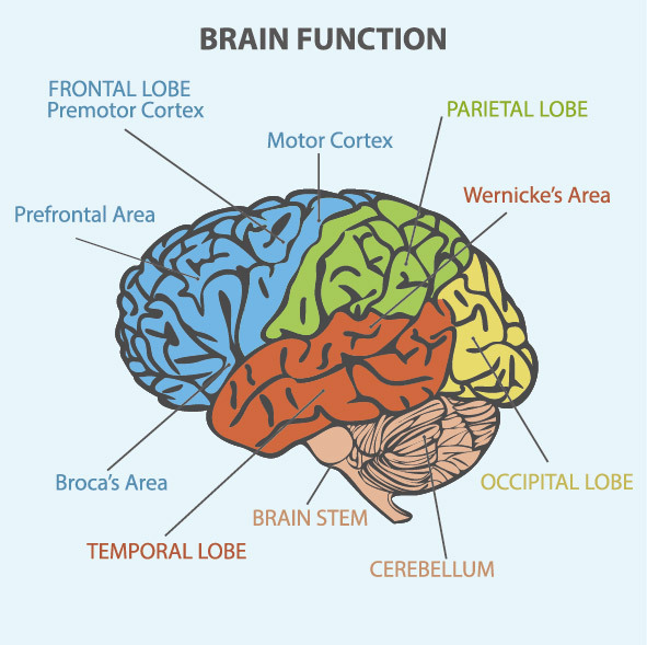 Brain,Function,Diagram