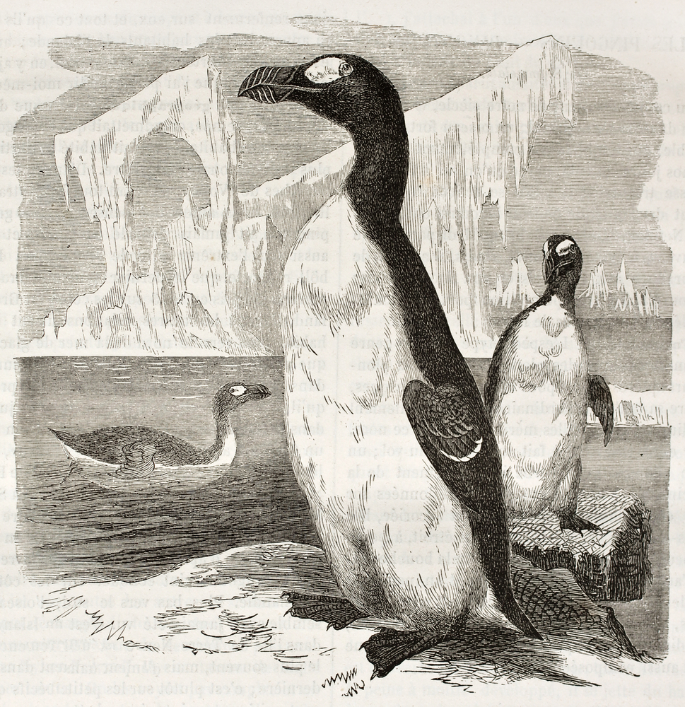 Great,Auk,Old,Illustration,(pinguinus,Impennis),,Now,Extinct.,Created,By