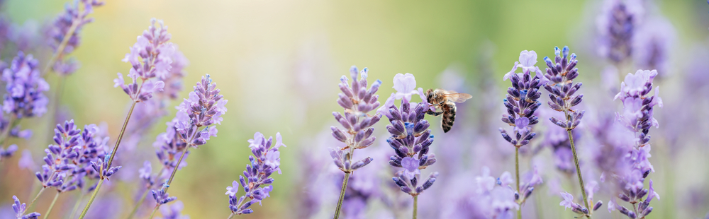 Honey,Bee,Pollinates,Lavender,Flowers.,Plant,Decay,With,Insects.,,Sunny