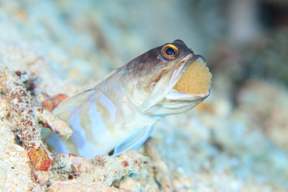 Mouthbrooding,Jaw,Fish,With,Eggs,In,Its,Mouth,,Indonesia