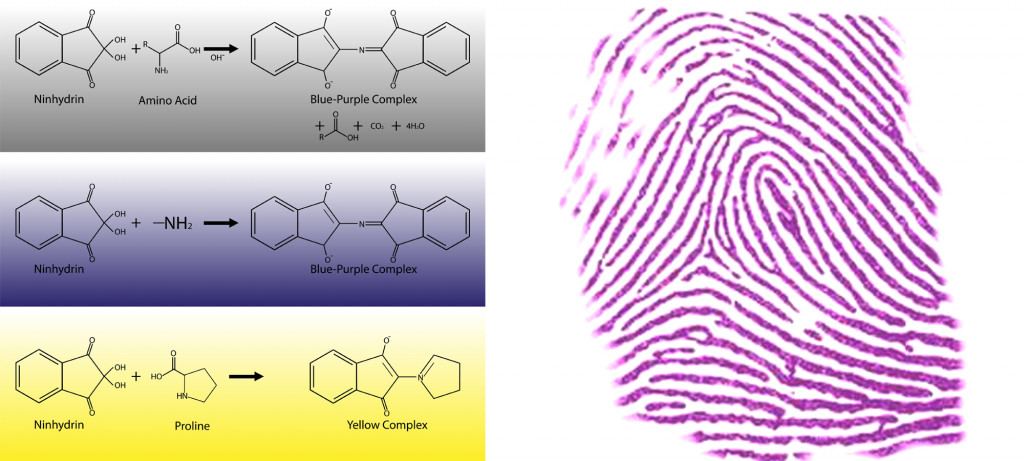 Ninhydrin spray can materialize latent fingerprints by turning purple