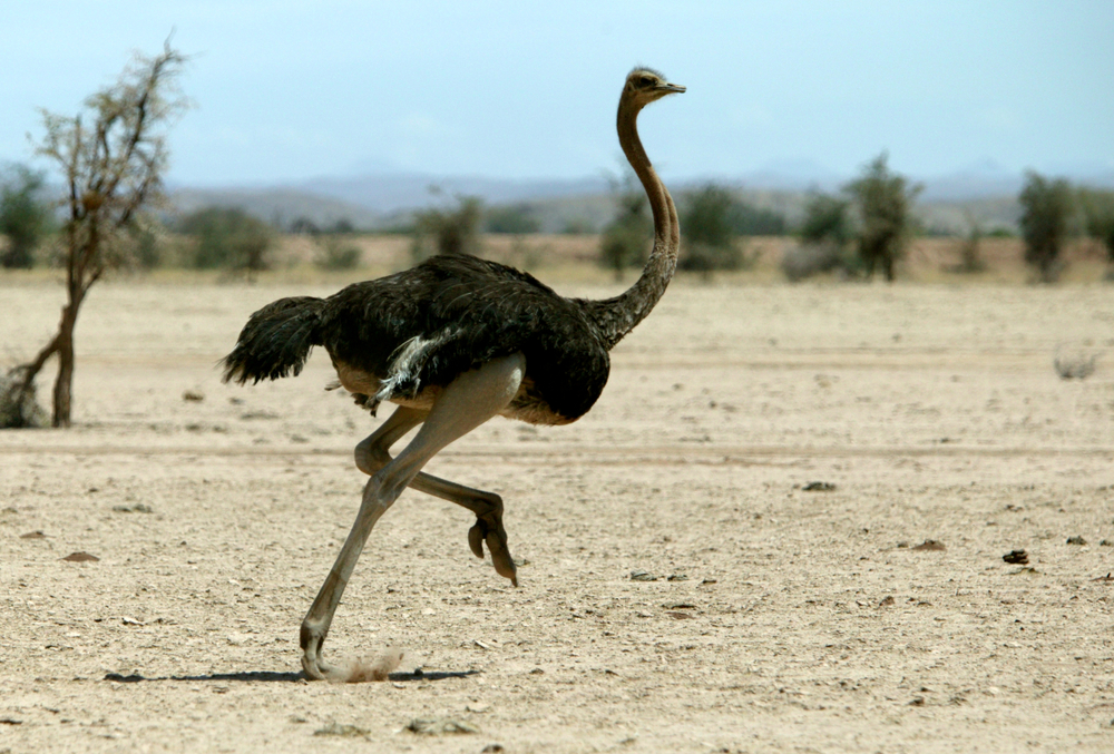 Ostrich,Running,In,Desert