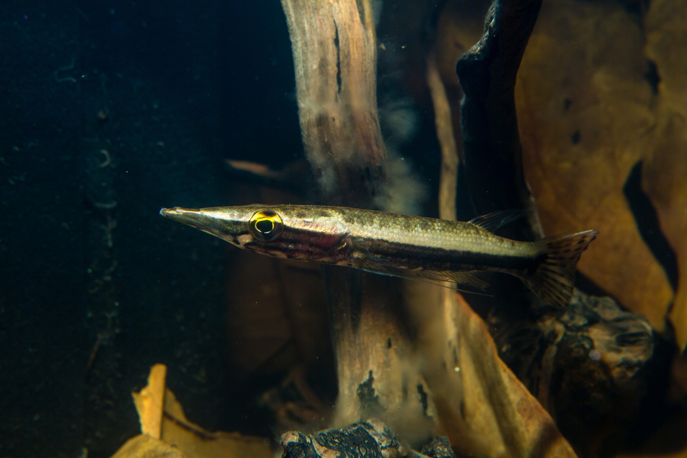 Pikehead,Fish,(luciocephalus,Pulcher)