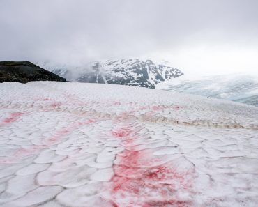 Snow,Algae,Or,Also,Known,As,Watermelon,Snow,In,Alaska
