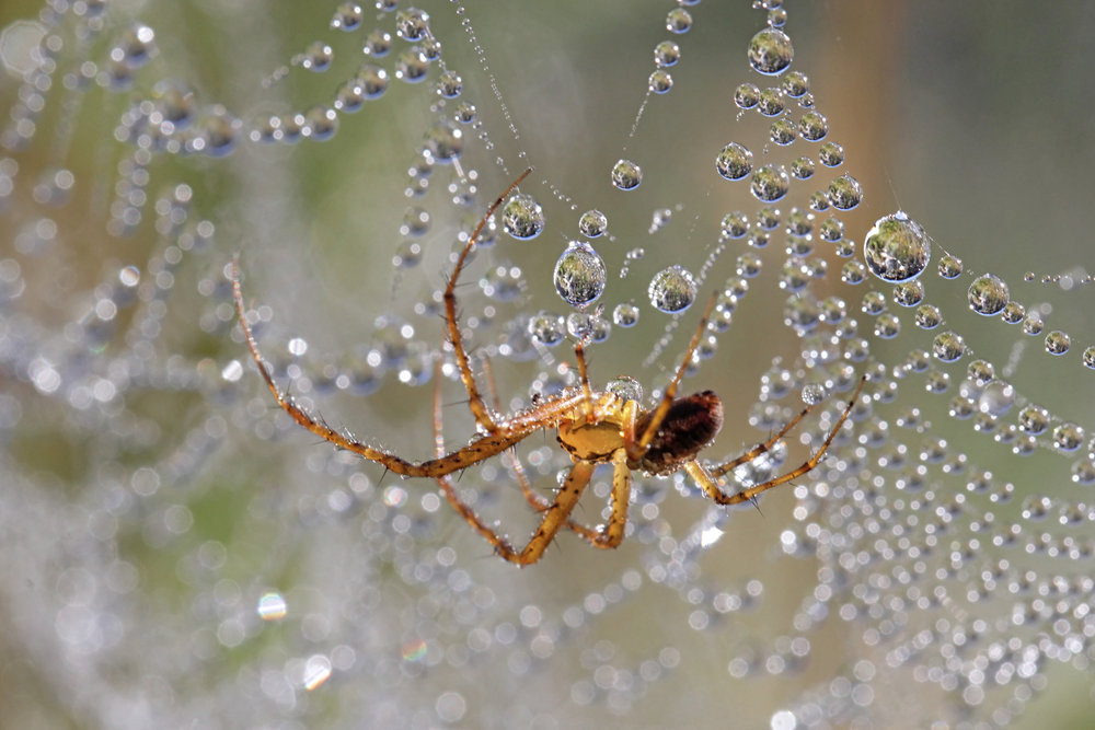 Spider,And,Dew,Drops