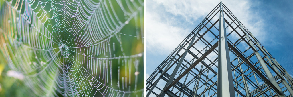 The fragile looking spider web has in fact, more strength than steel