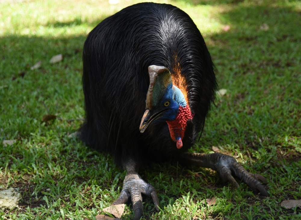 The,Northern,Cassowary,,Casuarius,Unappendiculatus,Also,Known,As,The,One