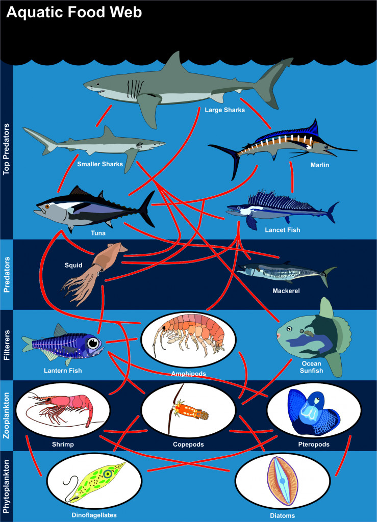 Vector Aquatic Food Web lives in oceans open seas including top predators filterers zooplankton phytoplankton