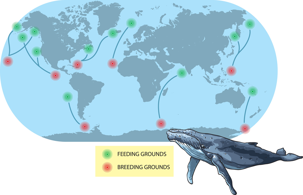 Vector illustration shows migratory of the Humpback Whale. The World map is a schematic preview, just to describe migratory routes.