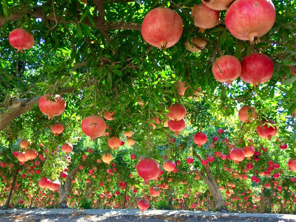 pomegranates_t20_e8zOAv