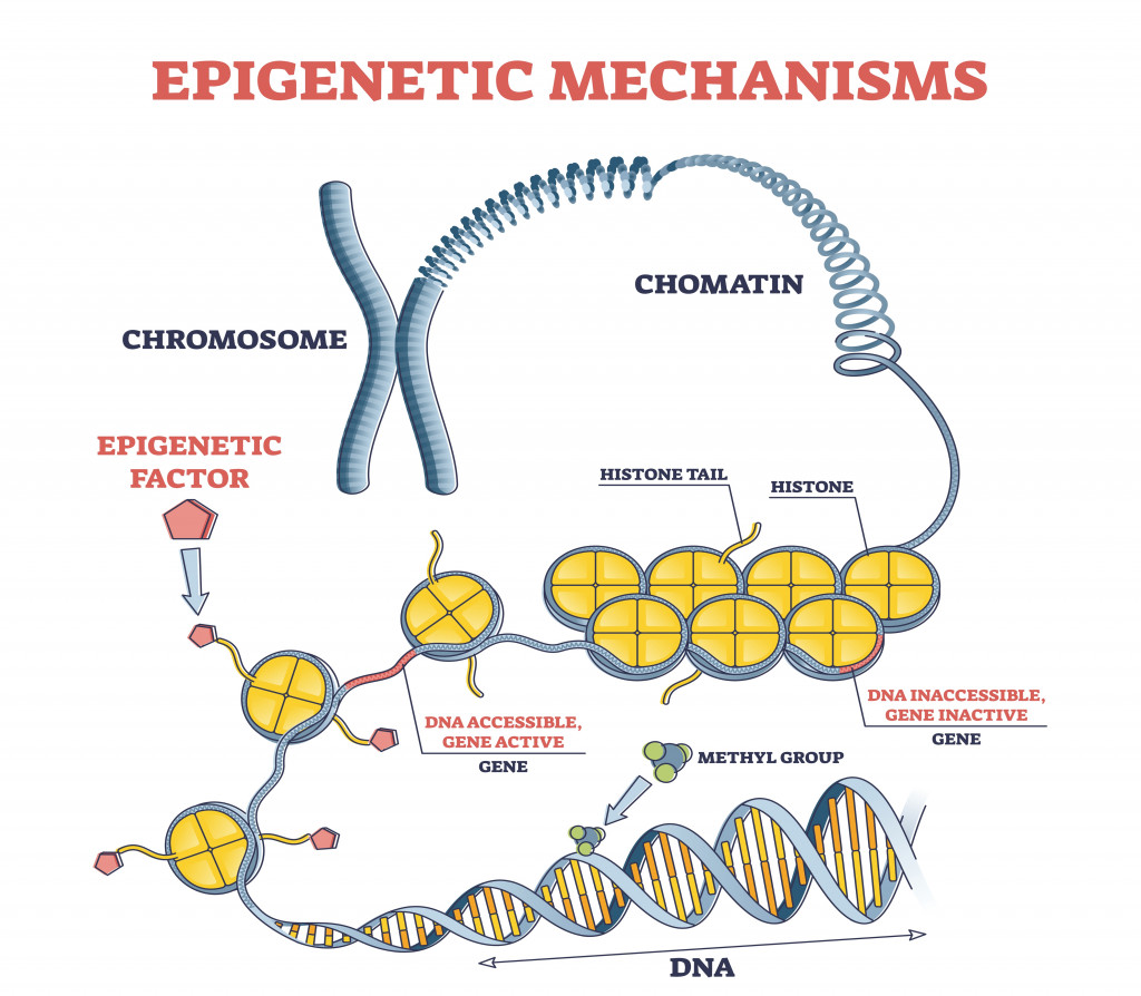 Epigenetic mechanisms as DNA acid gene protein expression in outline diagram