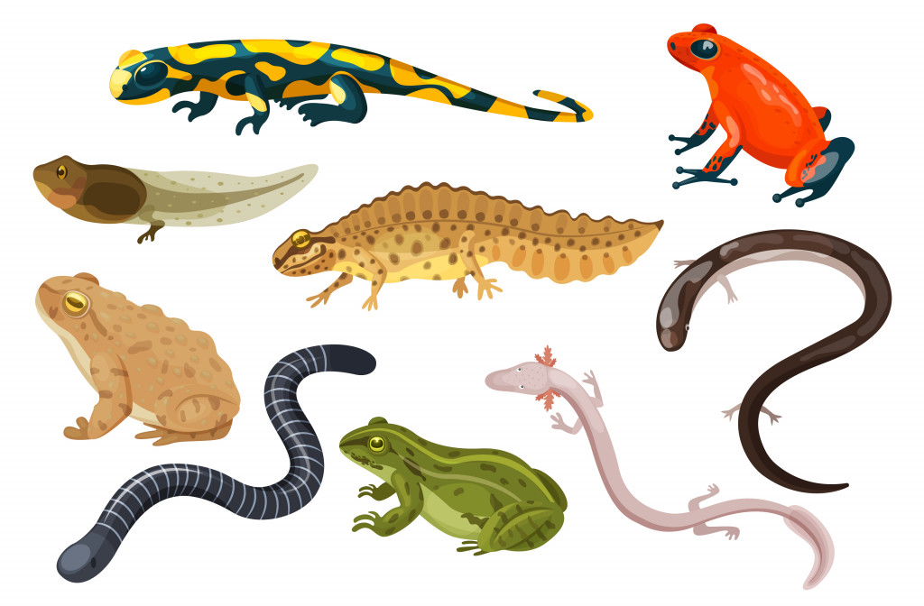 Exotic cartoon tropical amphibia, colorful sitting toad and frog life cycle tadpole, salamander, triton caecilian