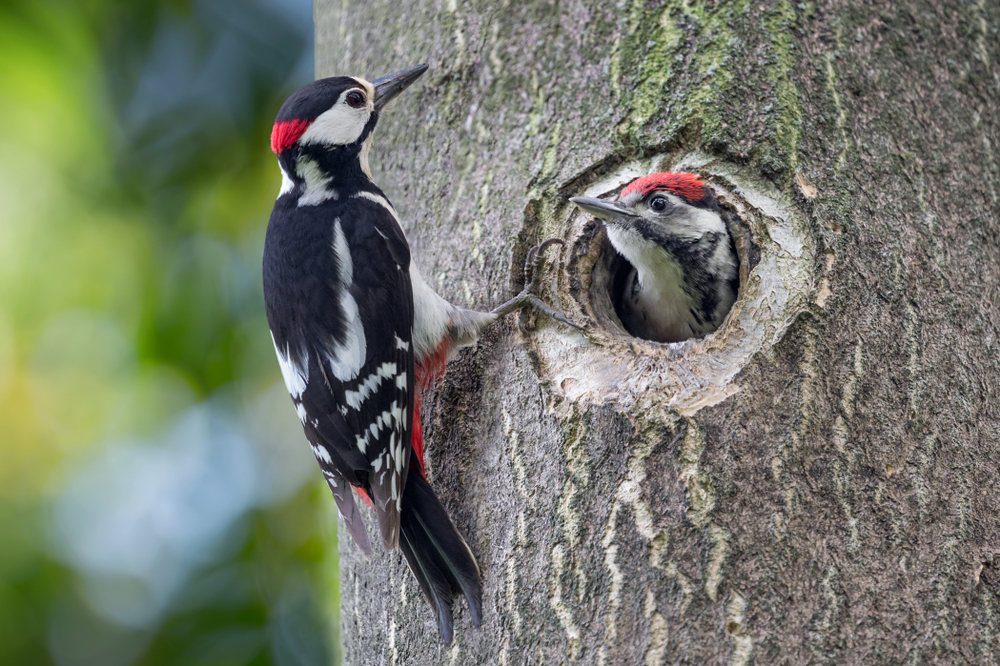 Father,And,Son,,Portrait,Of,Woodpeckers,(dendrocopos,Major)