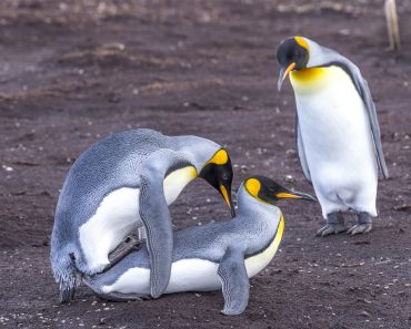 Mating,King,Penguins