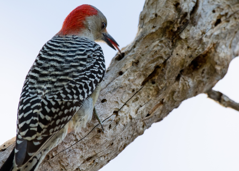 Red-bellied,Woodpecker,Eating,Bugs,With,His,Tongue