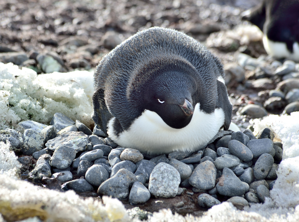 Antarctica,,Penguins,/,On,The,Nest