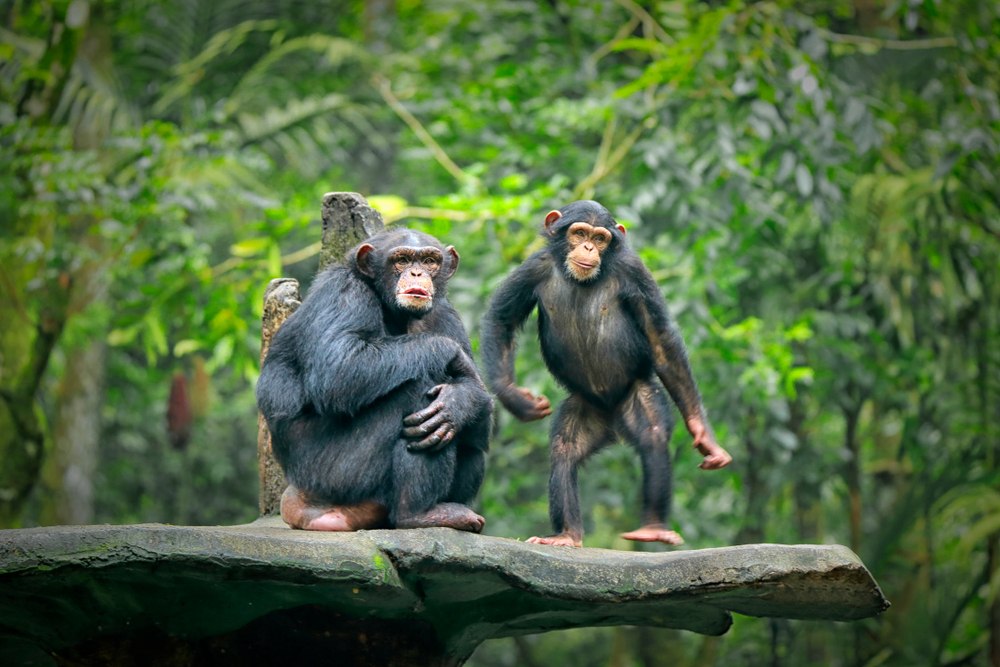 Chimpanzee,Consists,Of,Two,Extant,Species:,Common,Chimpanzee,And,Bonobo.