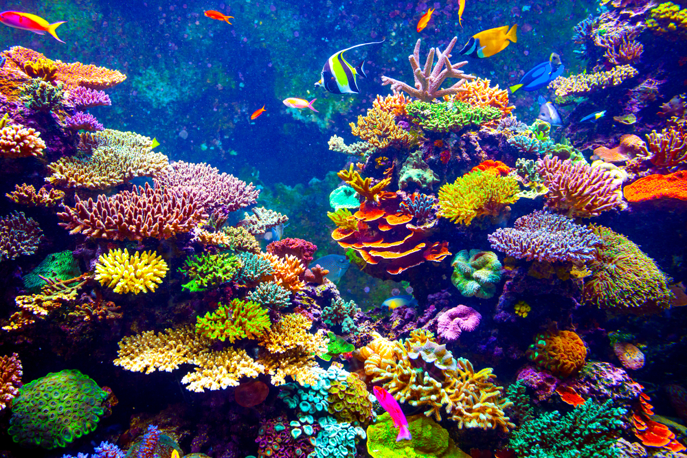 Coral,Reef,And,Tropical,Fish,In,Sunlight.,Singapore,Aquarium