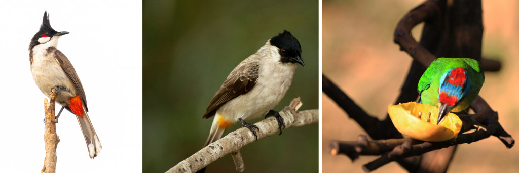 Left-Right, Red-whiskered bulbul, Sooty Headed bulbul, Blue throated barbet