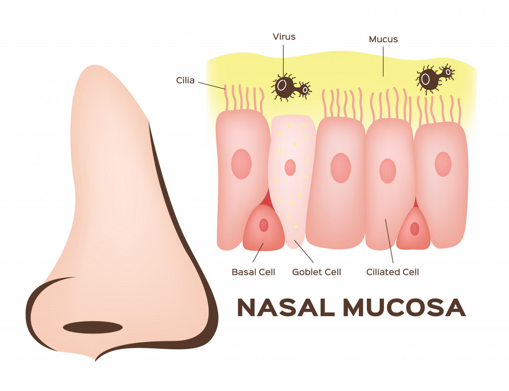 Nasal mucosa cells in nose vector