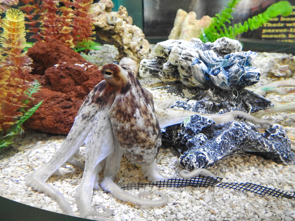 Standing,Small,Octopus,In,Tank,-,September,4,,2018.,Standing