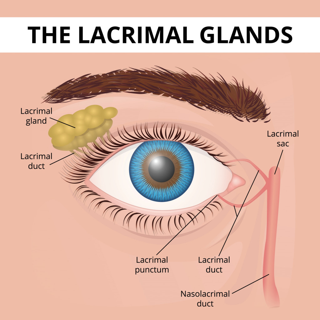 The structure of the human eye and lacrimal glands