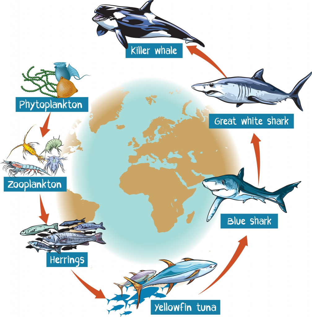 Vector illustration of food chain in ocean killer whale, great white - blue shark, yellowfin tuna, herrings, planktons. Infographic design.