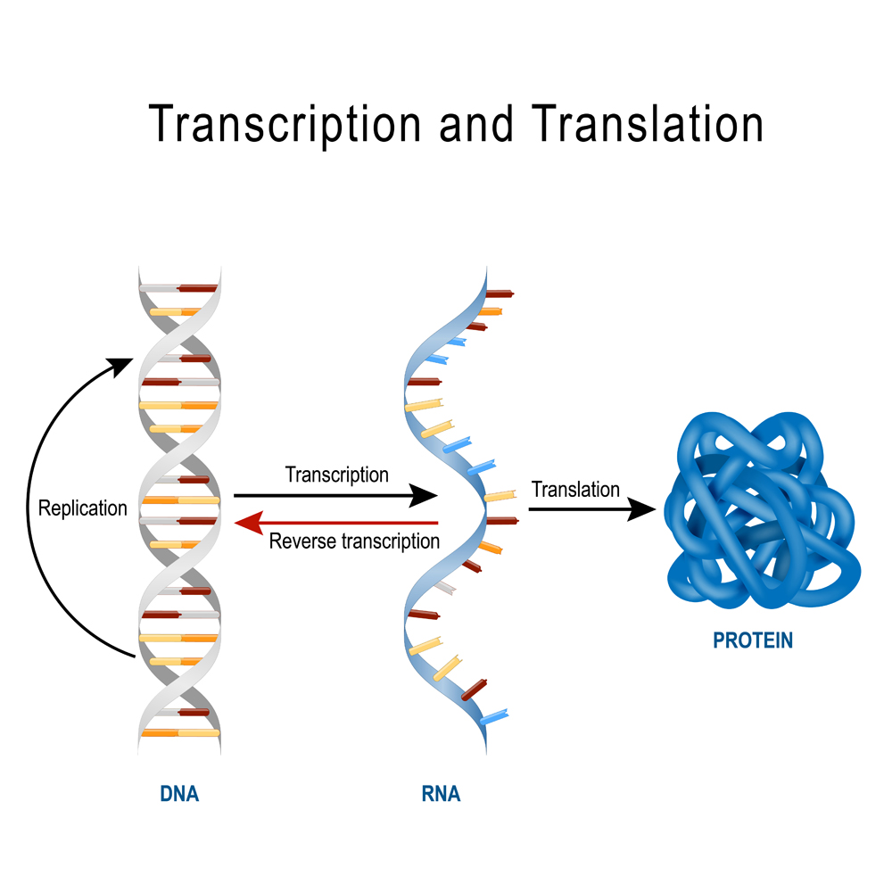DNA Replication, Protein synthesis, Transcription and translation. Biological functions of DNA. Genes and genomes. Genetic code